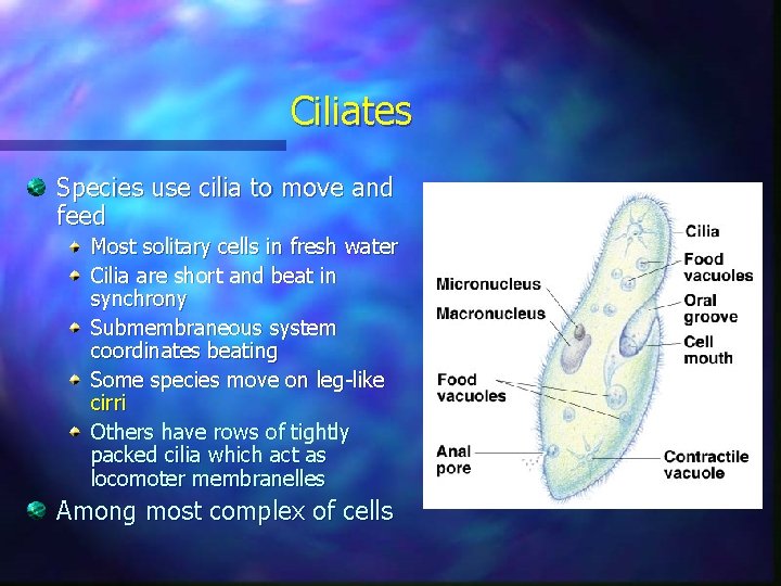 Ciliates Species use cilia to move and feed Most solitary cells in fresh water