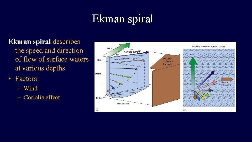 Ekman spiral describes the speed and direction of flow of surface waters at various