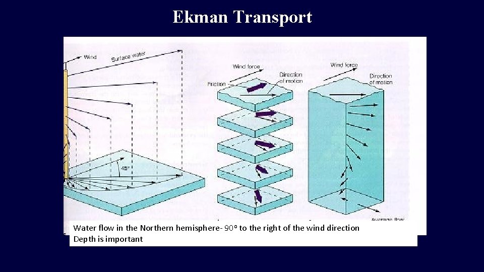 Ekman Transport Water flow in the Northern hemisphere- 90 o to the right of