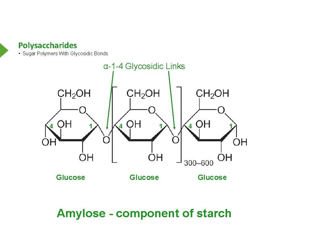 Polysaccharides • Sugar Polymers With Glycosidic Bonds α-1 -4 Glycosidic Links 4 1 Glucose
