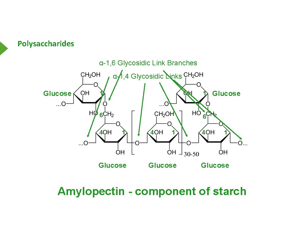 Polysaccharides α-1, 6 Glycοsidic Link Branches α-1, 4 Glycosidic Links Glucose 1 1 Glucose