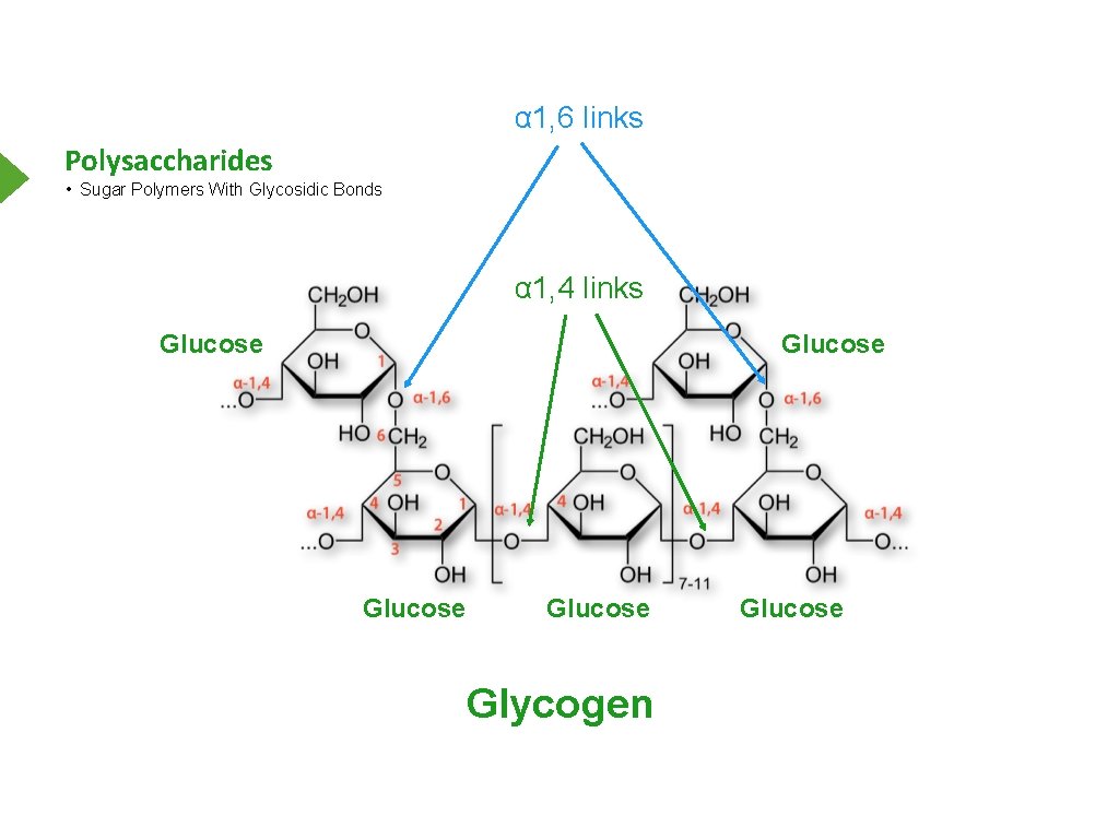 α 1, 6 links Polysaccharides • Sugar Polymers With Glycosidic Bonds α 1, 4