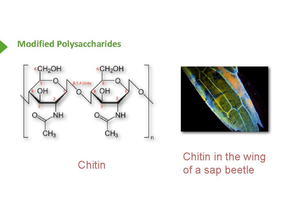 Modified Polysaccharides Chitin in the wing of a sap beetle 