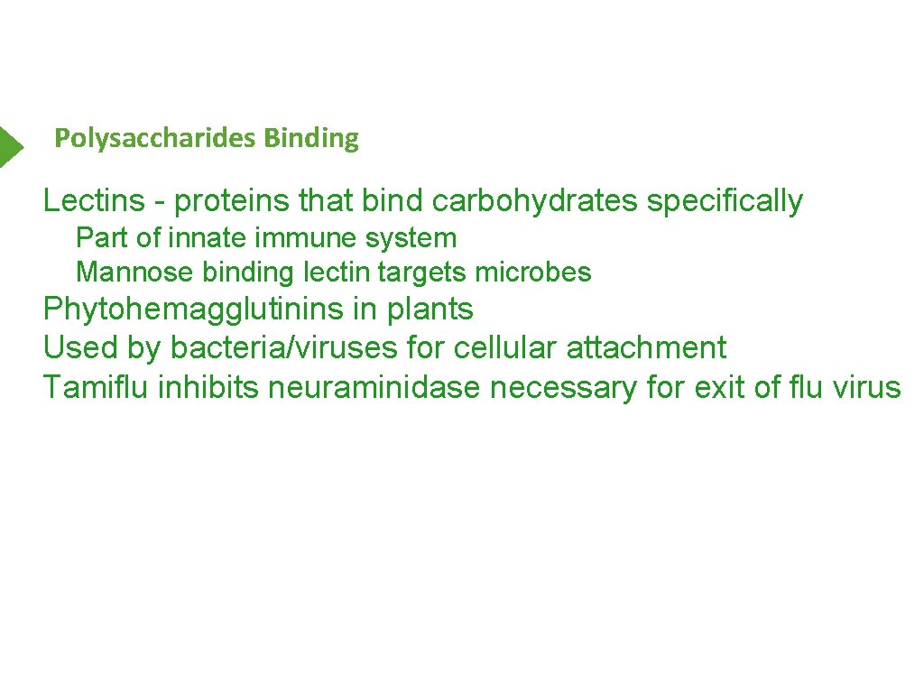 Polysaccharides Binding Lectins - proteins that bind carbohydrates specifically Part of innate immune system