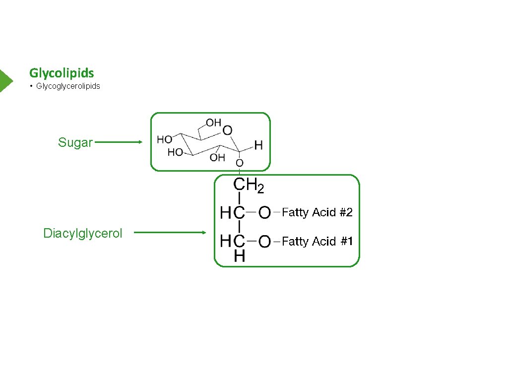 Glycolipids • Glycoglycerolipids Sugar Diacylglycerol 