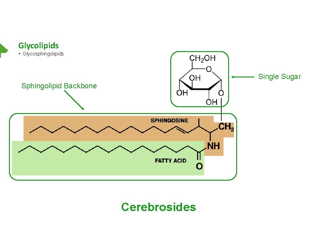 Glycolipids • Glycosphingolipids Single Sugar Sphingolipid Backbone Cerebrosides 