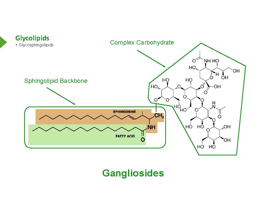 Glycolipids • Glycosphingolipids Complex Carbohydrate Sphingolipid Backbone Gangliosides 