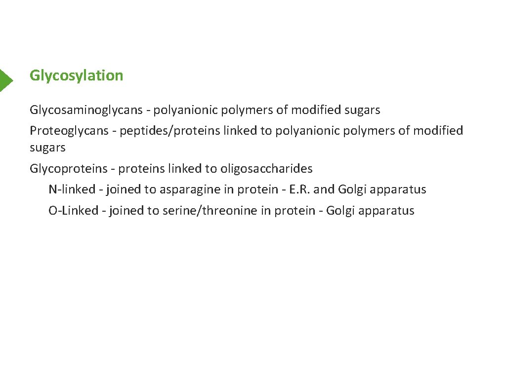 Glycosylation Glycosaminoglycans - polyanionic polymers of modified sugars Proteoglycans - peptides/proteins linked to polyanionic