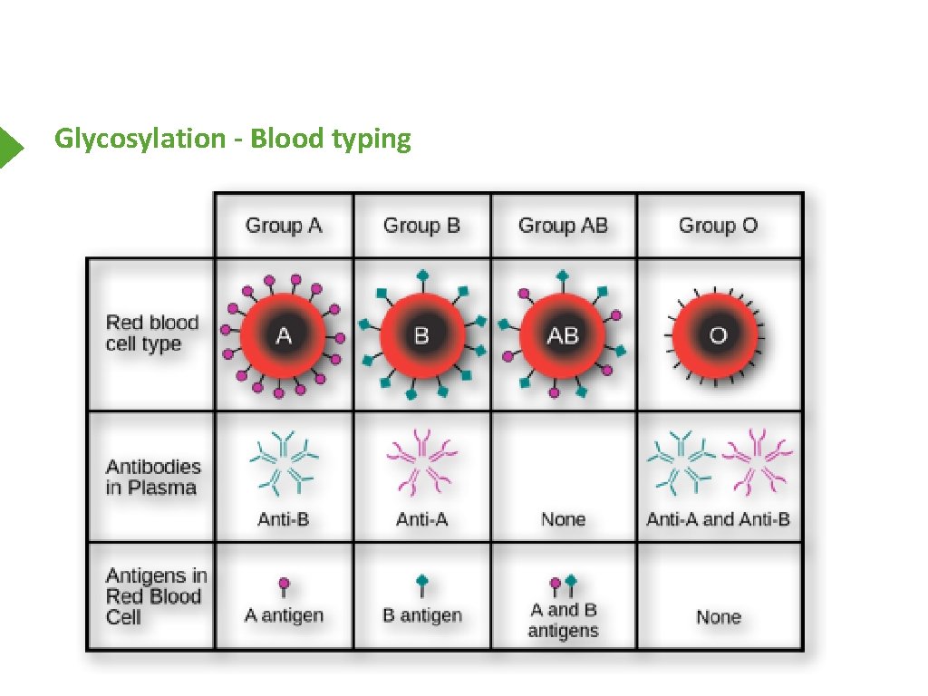Glycosylation - Blood typing 