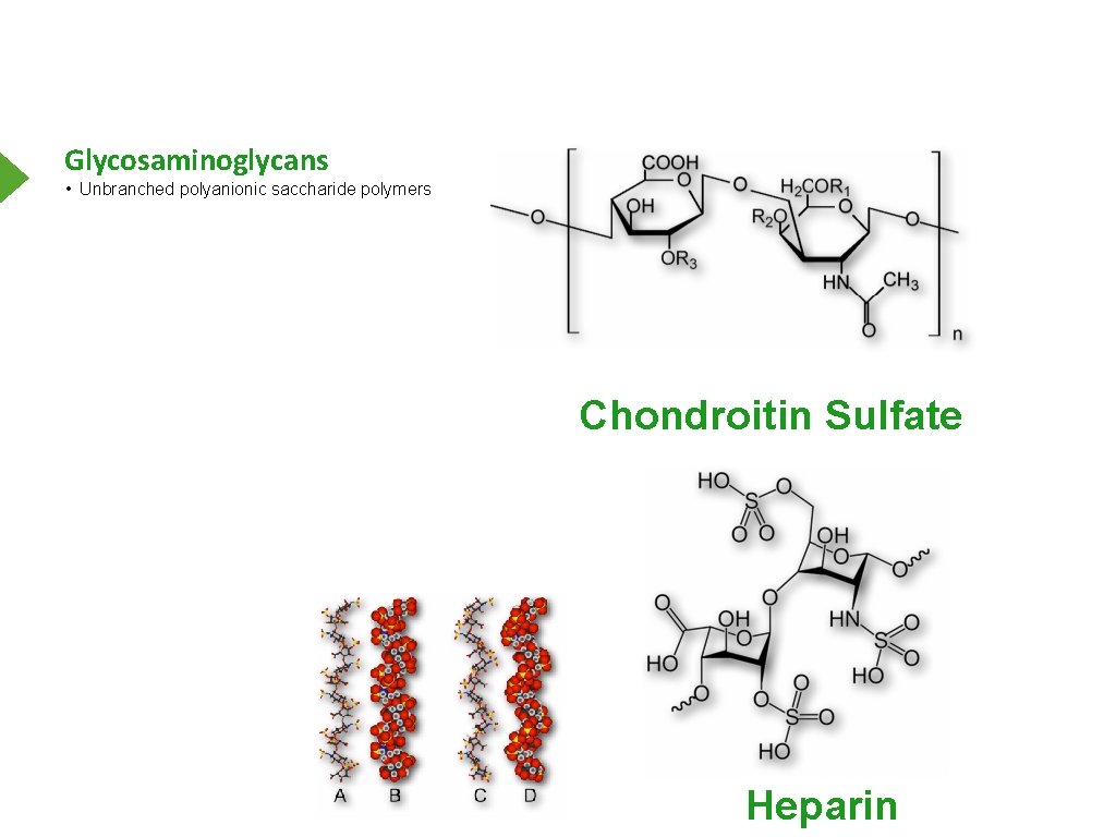 Glycosaminoglycans • Unbranched polyanionic saccharide polymers Chondroitin Sulfate Heparin 