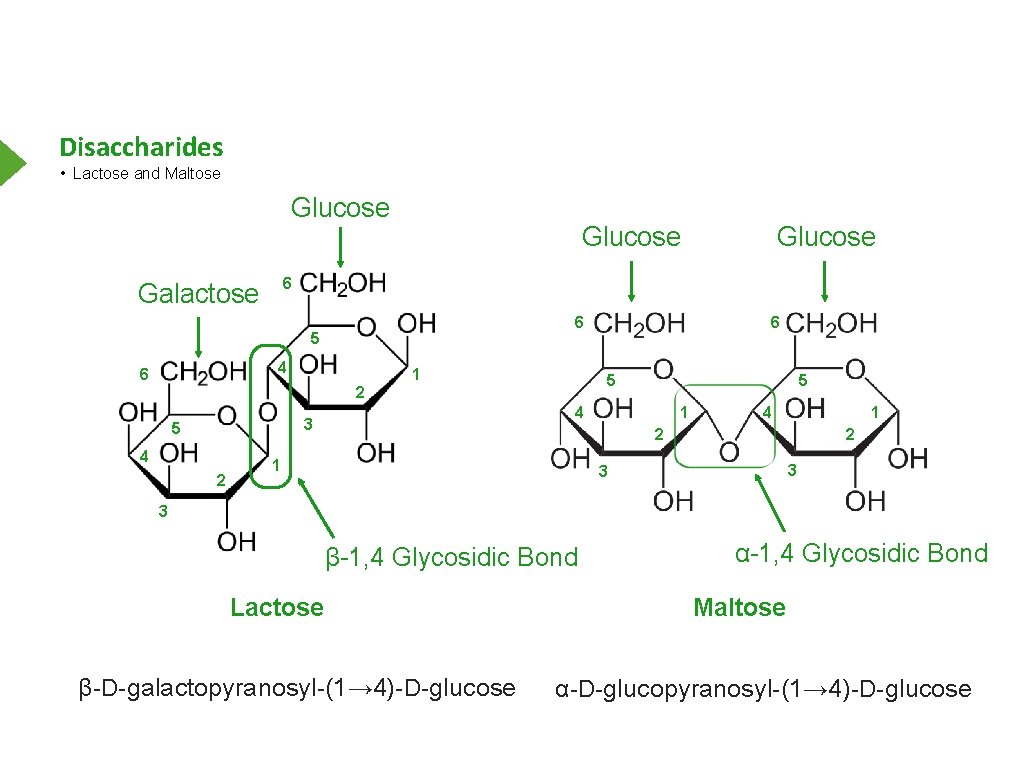Disaccharides • Lactose and Maltose Glucose 6 Galactose 6 5 4 6 2 1