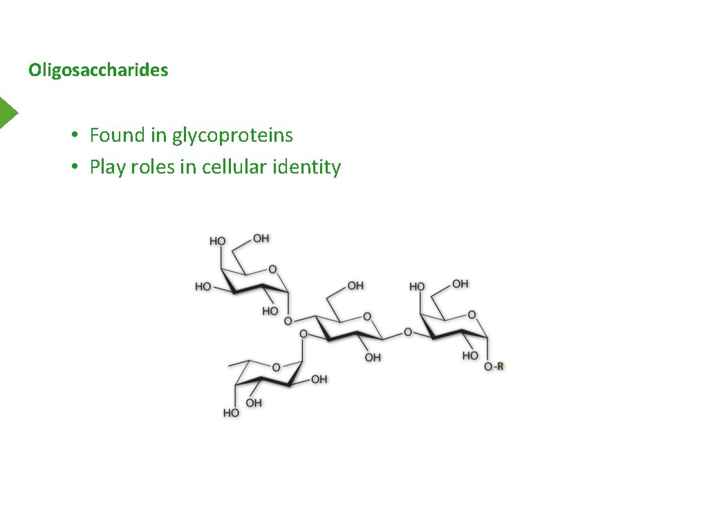 Oligosaccharides • Found in glycoproteins • Play roles in cellular identity 