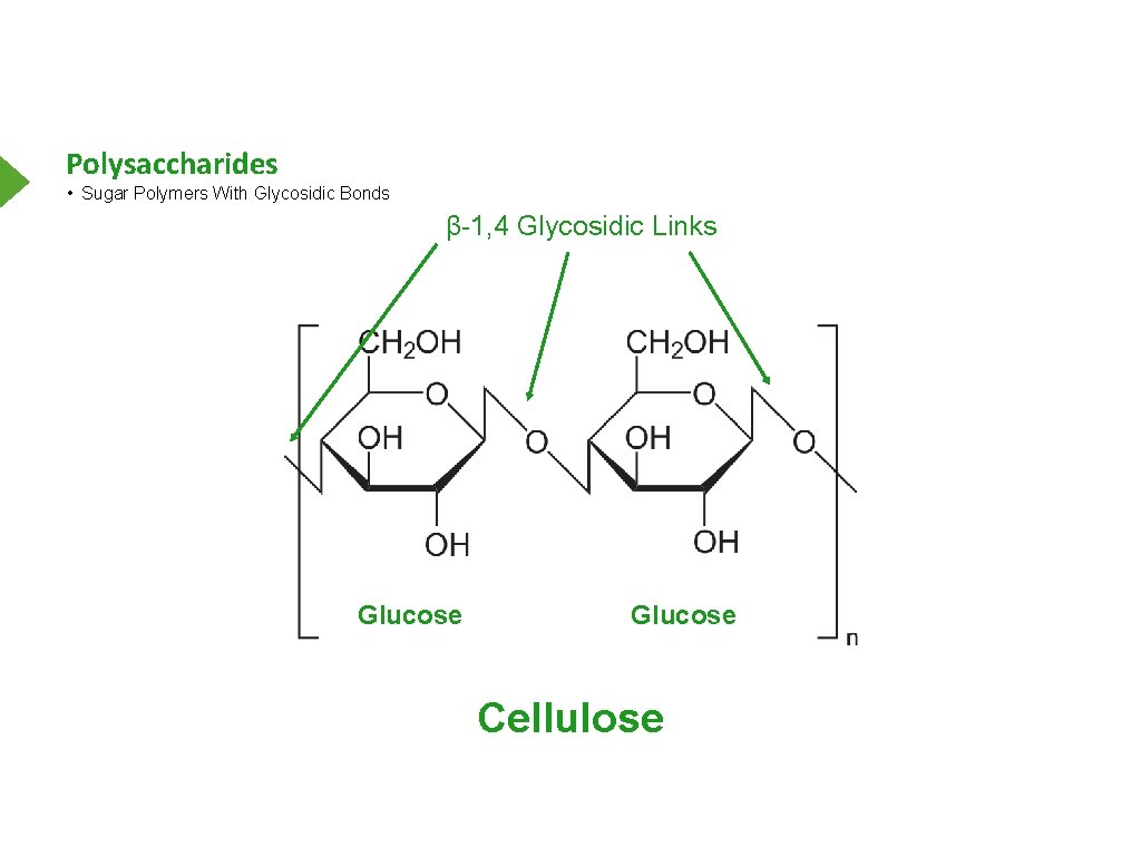 Polysaccharides • Sugar Polymers With Glycosidic Bonds β-1, 4 Glycosidic Links Glucose Cellulose 