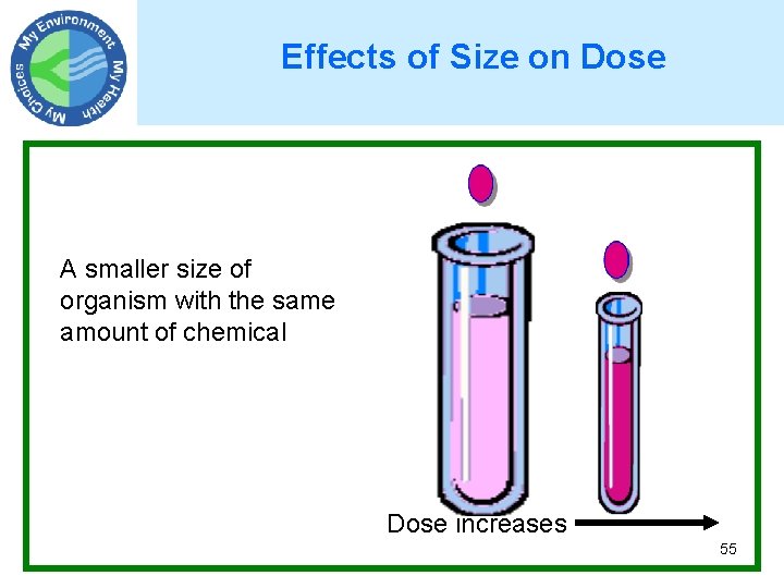 Effects of Size on Dose A smaller size of organism with the same amount