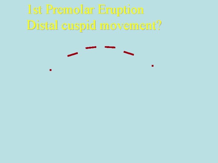 1 st Premolar Eruption Distal cuspid movement? 