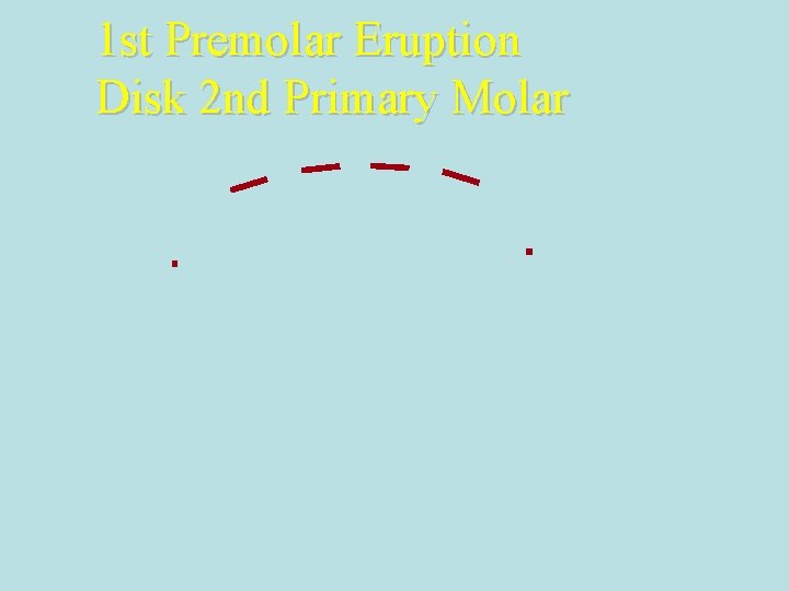 1 st Premolar Eruption Disk 2 nd Primary Molar 