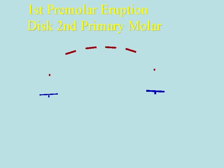 1 st Premolar Eruption Disk 2 nd Primary Molar 