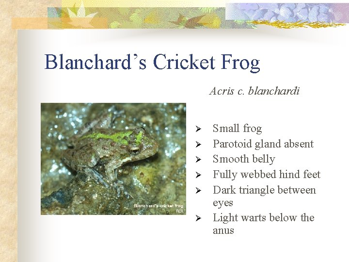 Blanchard’s Cricket Frog Acris c. blanchardi Ø Ø Ø Small frog Parotoid gland absent