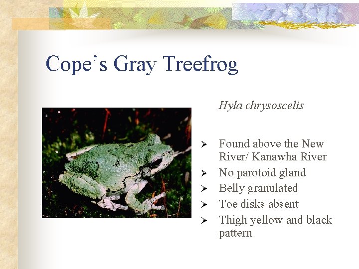 Cope’s Gray Treefrog Hyla chrysoscelis Ø Ø Ø Found above the New River/ Kanawha