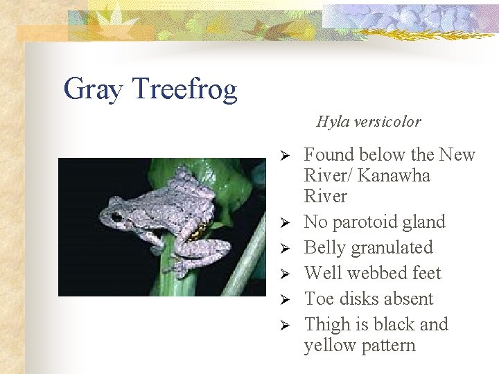Gray Treefrog Hyla versicolor Ø Ø Ø Found below the New River/ Kanawha River
