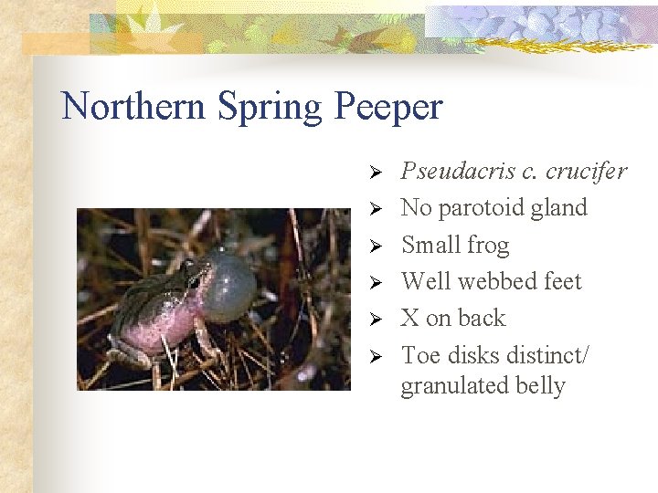 Northern Spring Peeper Ø Ø Ø Pseudacris c. crucifer No parotoid gland Small frog