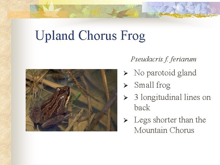 Upland Chorus Frog Pseudacris f. feriarum Ø Ø No parotoid gland Small frog 3