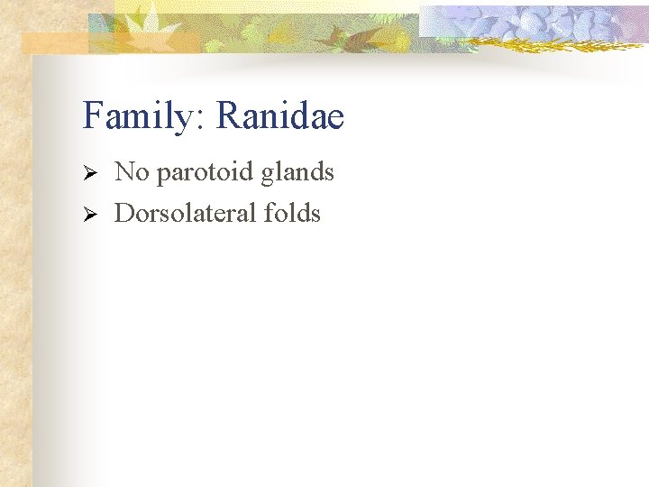 Family: Ranidae Ø Ø No parotoid glands Dorsolateral folds 