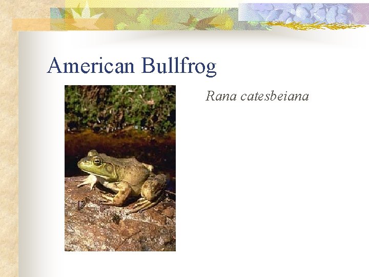American Bullfrog Rana catesbeiana 