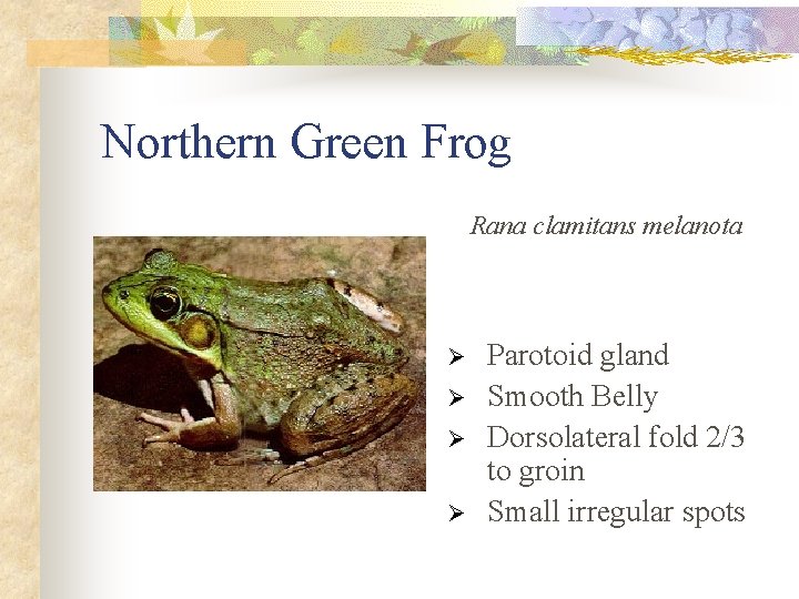 Northern Green Frog Rana clamitans melanota Ø Ø Parotoid gland Smooth Belly Dorsolateral fold