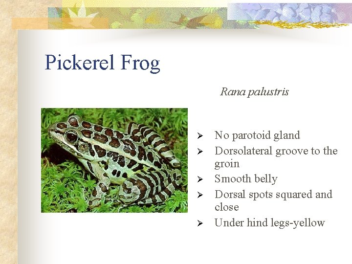 Pickerel Frog Rana palustris Ø Ø Ø No parotoid gland Dorsolateral groove to the