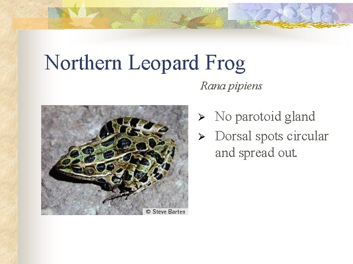 Northern Leopard Frog Rana pipiens Ø Ø No parotoid gland Dorsal spots circular and