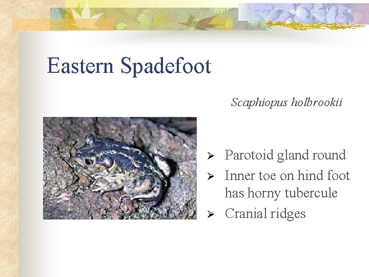 Eastern Spadefoot Scaphiopus holbrookii Ø Ø Ø Parotoid gland round Inner toe on hind