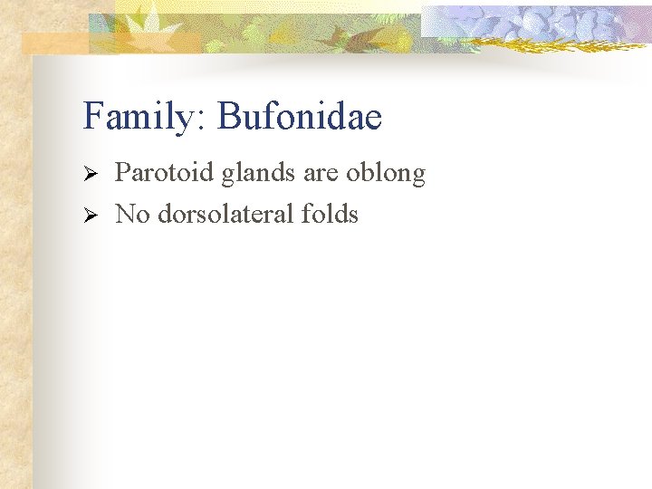 Family: Bufonidae Ø Ø Parotoid glands are oblong No dorsolateral folds 