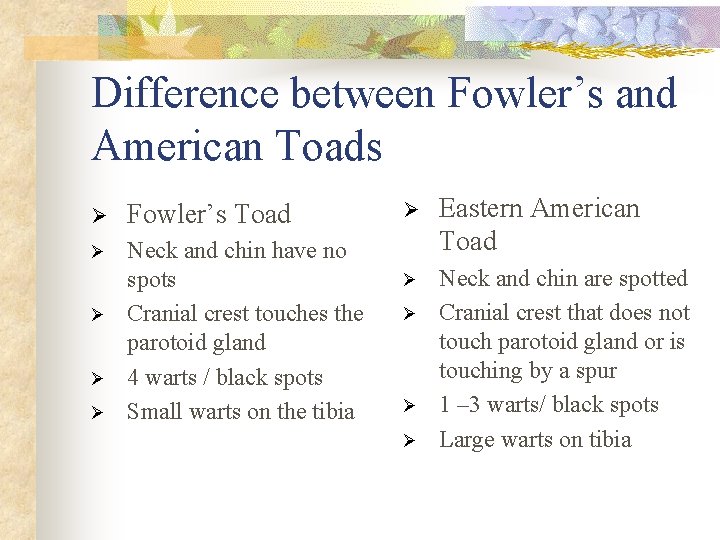 Difference between Fowler’s and American Toads Ø Fowler’s Toad Ø Neck and chin have