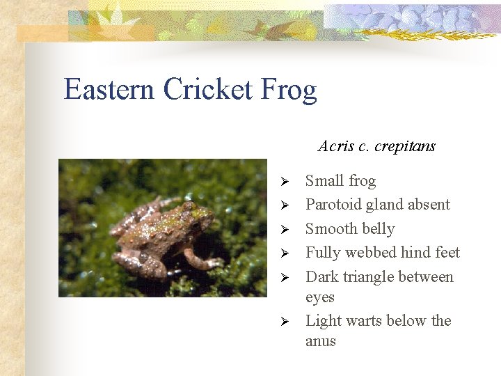 Eastern Cricket Frog Acris c. crepitans Ø Ø Ø Small frog Parotoid gland absent