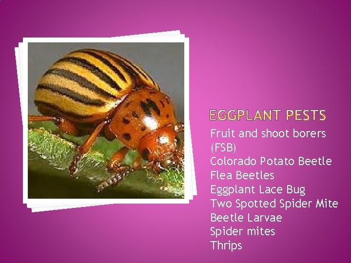 Fruit and shoot borers (FSB) Colorado Potato Beetle Flea Beetles Eggplant Lace Bug Two