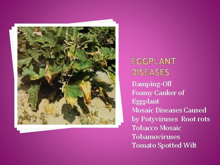 Damping-Off Foamy Canker of Eggplant Mosaic Diseases Caused by Potyviruses Root rots Tobacco Mosaic