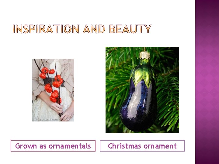 Grown as ornamentals Christmas ornament 