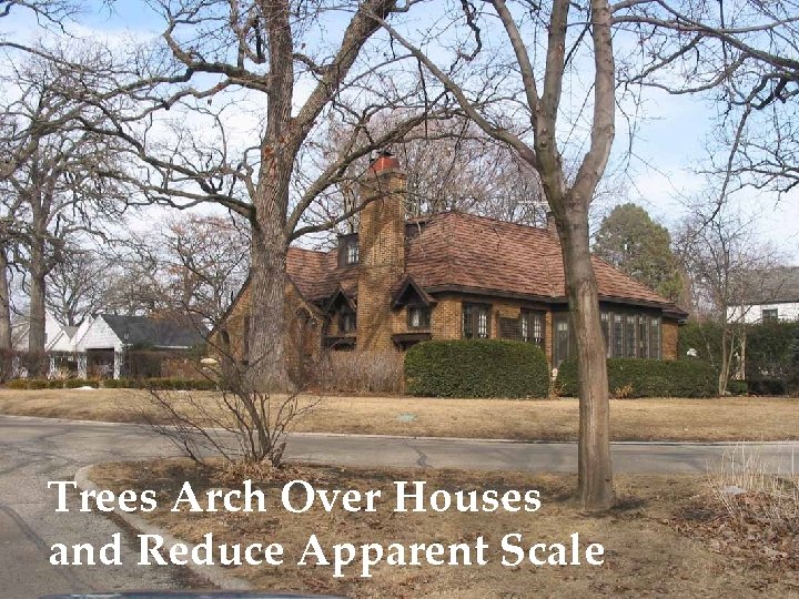 Trees Arch Over Houses and Reduce Apparent Scale 