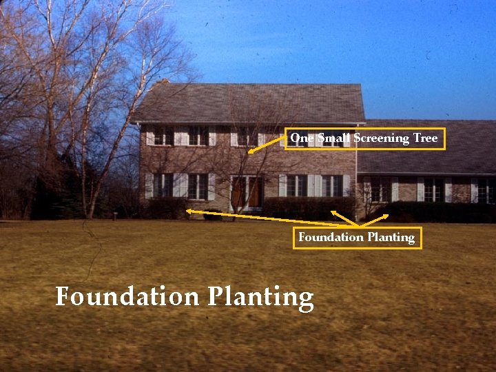 One Small Screening Tree Foundation Planting 