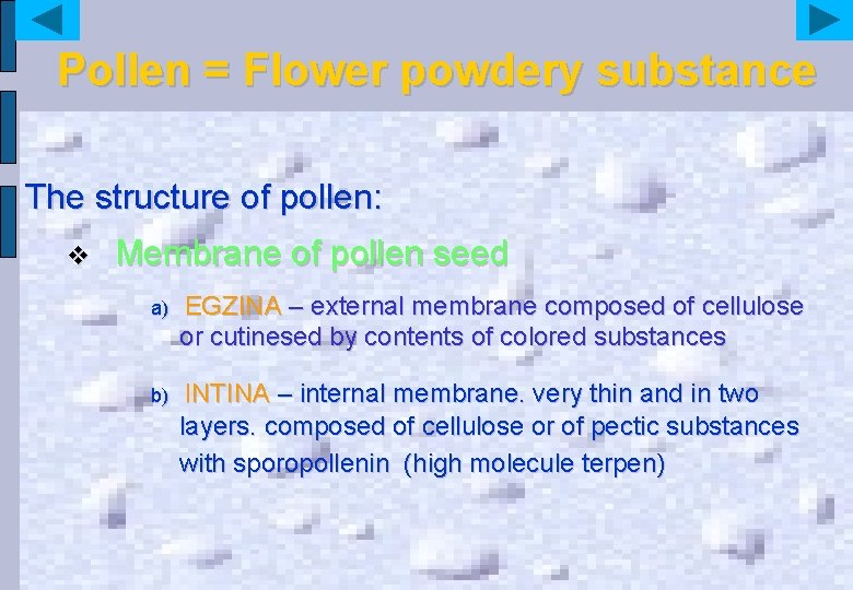 Pollen = Flower powdery substance The structure of pollen: v Membrane of pollen seed