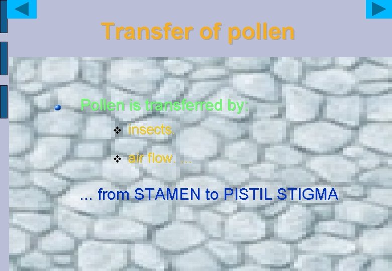 Transfer of pollen Pollen is transferred by: v insects. v air flow. . .