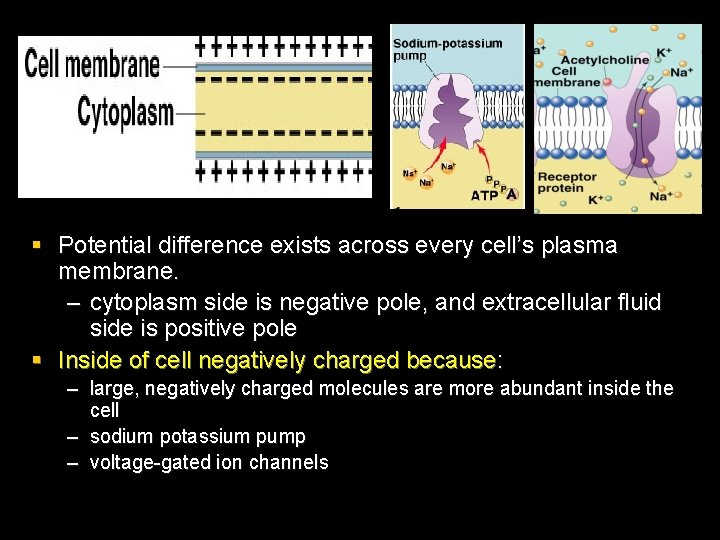 § Potential difference exists across every cell’s plasma membrane. – cytoplasm side is negative