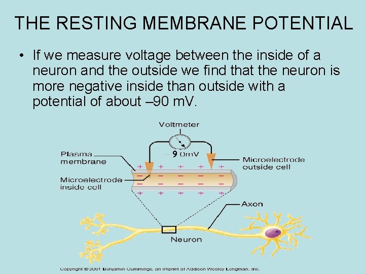 THE RESTING MEMBRANE POTENTIAL • If we measure voltage between the inside of a