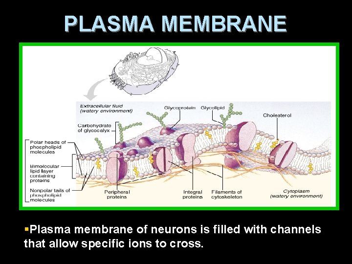 PLASMA MEMBRANE §Plasma membrane of neurons is filled with channels that allow specific ions PLASMA MEMBRANE §Plasma membrane of neurons is filled with channels that allow specific ions