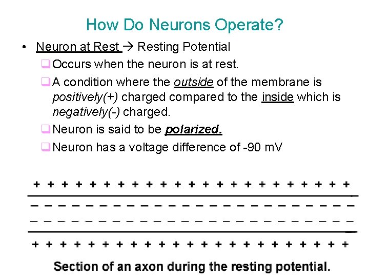 How Do Neurons Operate? • Neuron at Resting Potential q. Occurs when the neuron How Do Neurons Operate? • Neuron at Resting Potential q. Occurs when the neuron