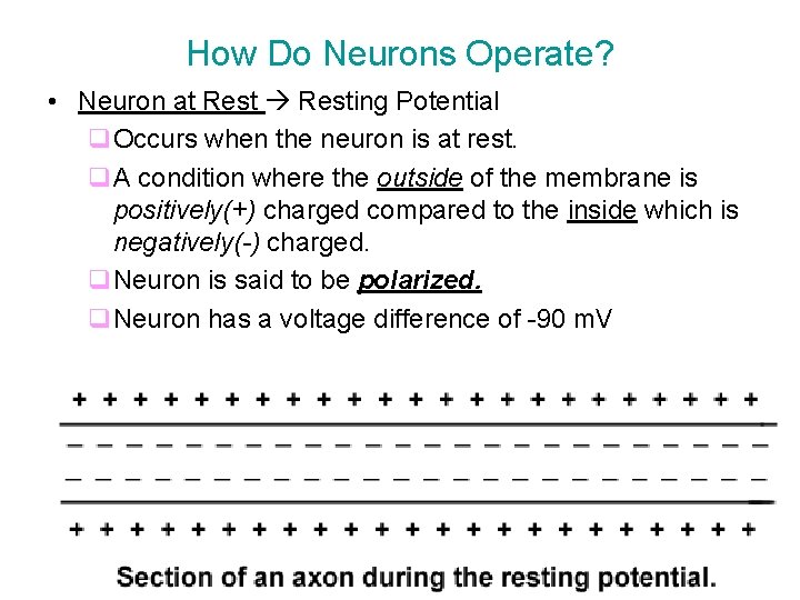 How Do Neurons Operate? • Neuron at Resting Potential q. Occurs when the neuron