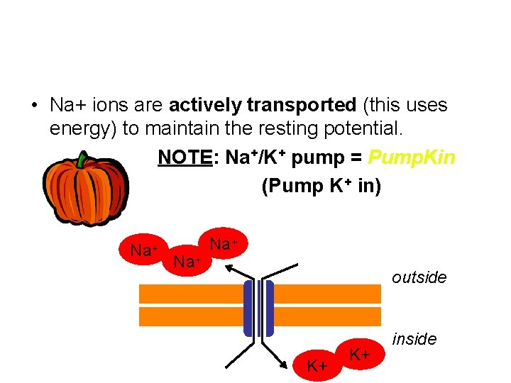  • Na+ ions are actively transported (this uses energy) to maintain the resting