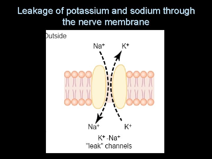 Leakage of potassium and sodium through the nerve membrane Leakage of potassium and sodium through the nerve membrane