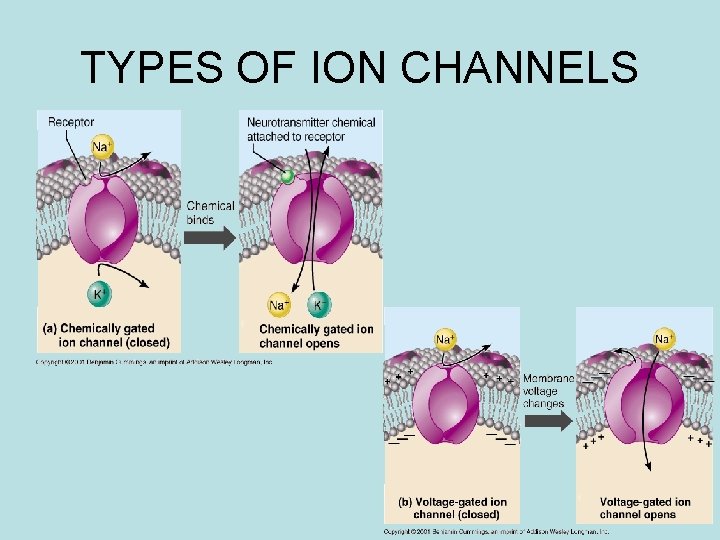 TYPES OF ION CHANNELS TYPES OF ION CHANNELS